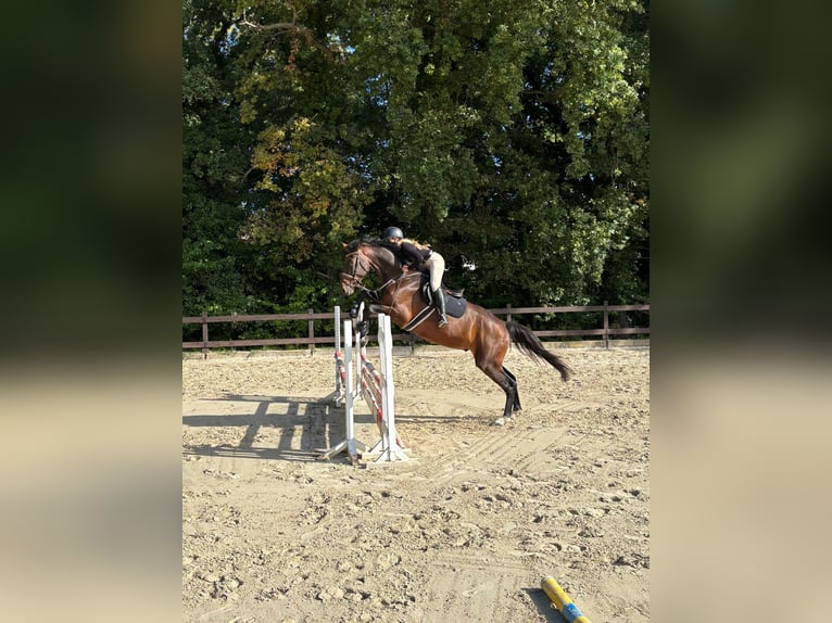 Zangersheider Wallach 4 Jahre Brauner in Nettersheim