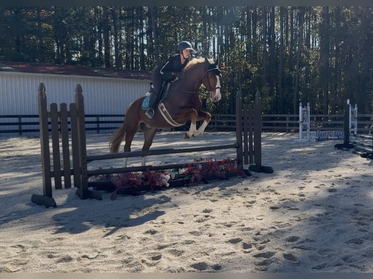 Zangersheider Wallach 4 Jahre Dunkelfuchs in Chesterfield, VA