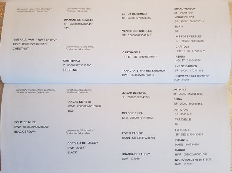 Zangersheider Wallach 4 Jahre in Békéscsaba