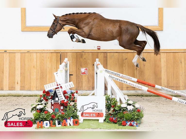 Zangersheider Wallach 4 Jahre in Békéscsaba