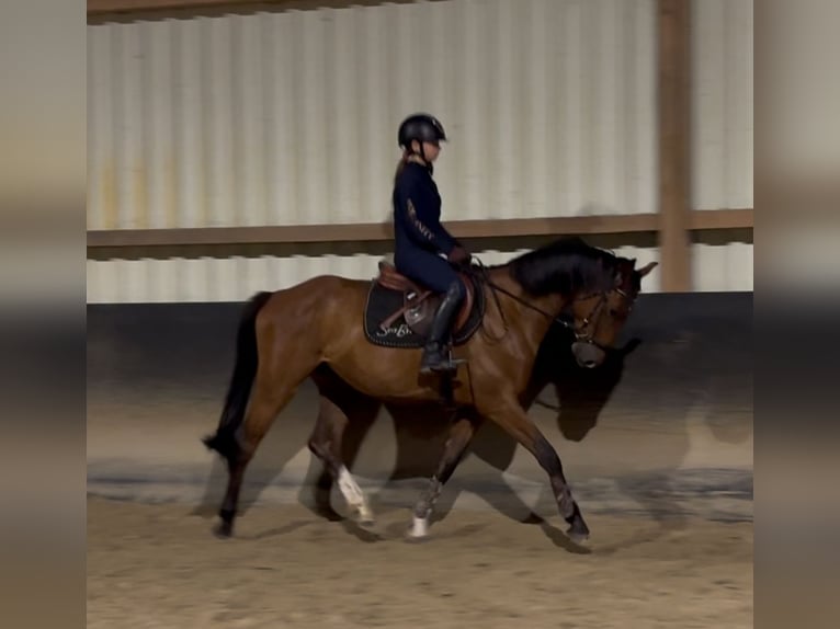 Zangersheider Wallach 5 Jahre 148 cm Brauner in Borstel