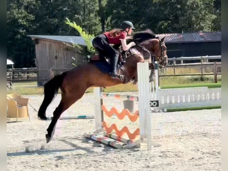 Zangersheider Wallach 5 Jahre 148 cm Brauner in Borstel