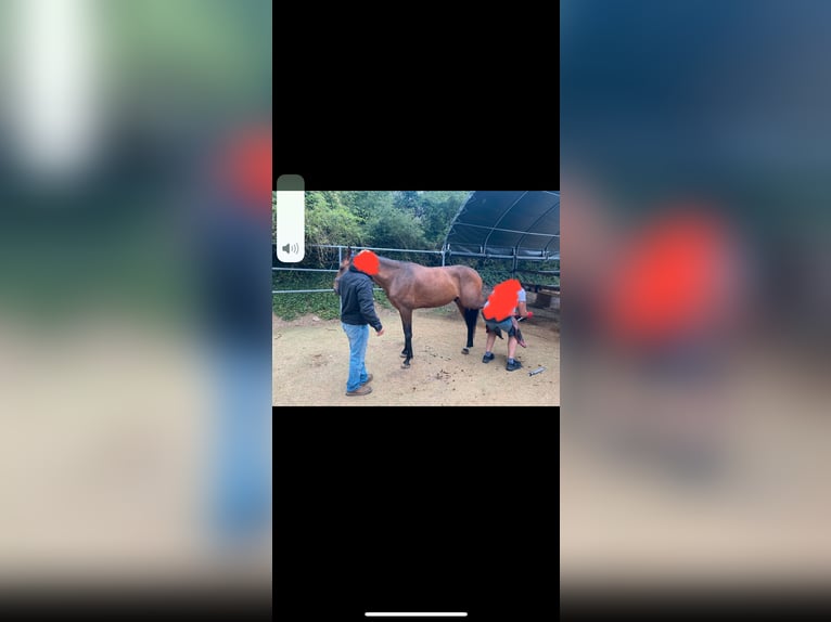 Zangersheider Wallach 5 Jahre 157 cm Dunkelbrauner in W&#xFC;rzburgW&#xFC;rzburg