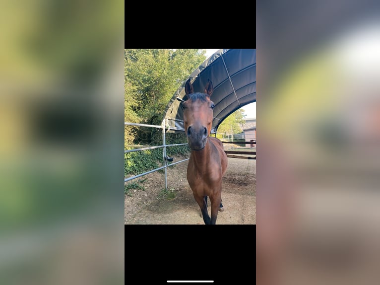 Zangersheider Wallach 5 Jahre 157 cm Dunkelbrauner in W&#xFC;rzburgW&#xFC;rzburg
