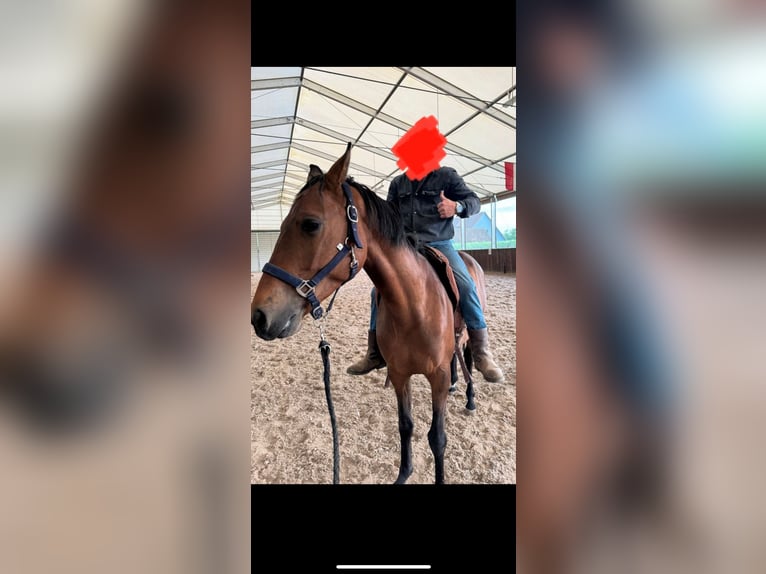 Zangersheider Wallach 5 Jahre 157 cm Dunkelbrauner in W&#xFC;rzburgW&#xFC;rzburg