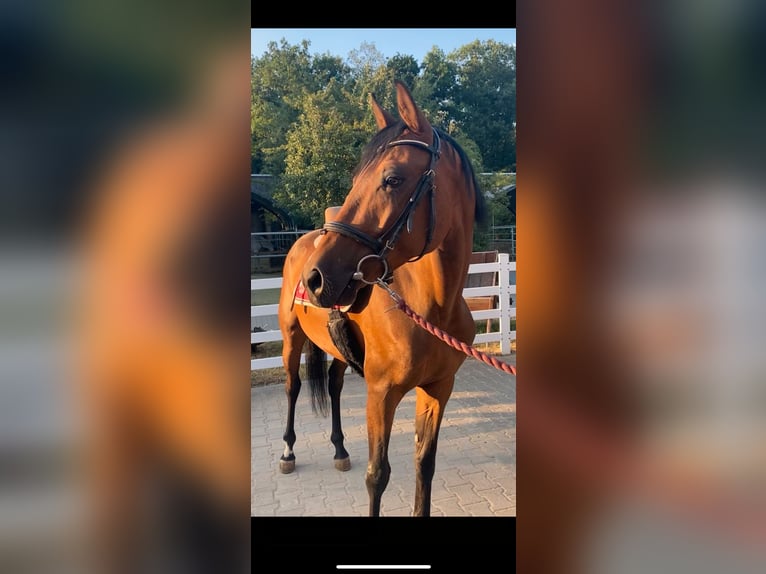Zangersheider Wallach 5 Jahre 157 cm Dunkelbrauner in W&#xFC;rzburgW&#xFC;rzburg