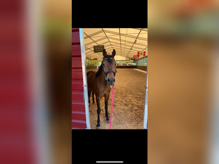 Zangersheider Wallach 5 Jahre 157 cm Dunkelbrauner in W&#xFC;rzburgW&#xFC;rzburg
