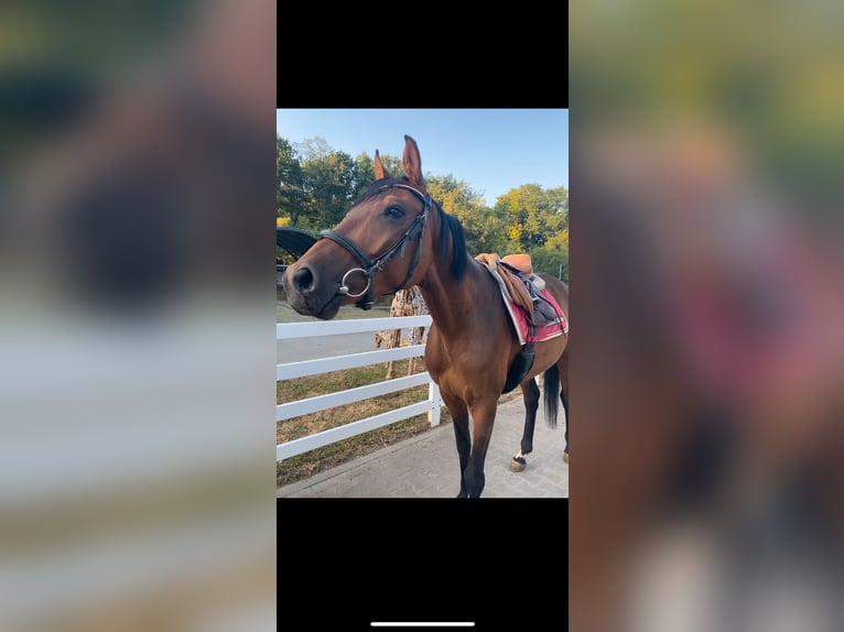 Zangersheider Wallach 5 Jahre 157 cm Dunkelbrauner in W&#xFC;rzburgW&#xFC;rzburg