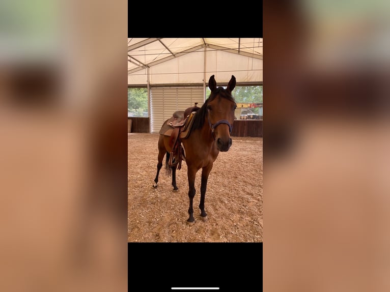 Zangersheider Wallach 5 Jahre 157 cm Dunkelbrauner in W&#xFC;rzburgW&#xFC;rzburg