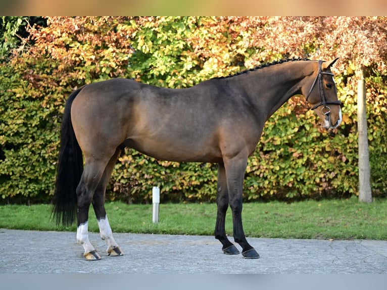 Zangersheider Wallach 5 Jahre 160 cm Brauner in Bladel