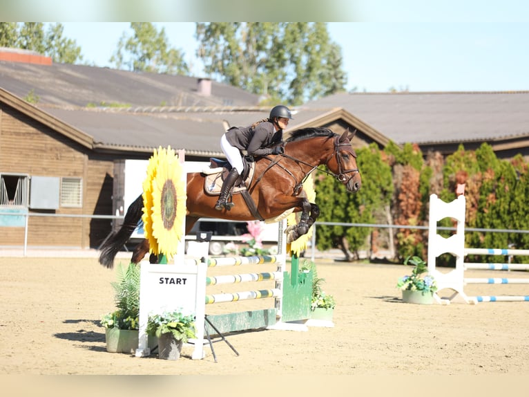 Zangersheider Wallach 5 Jahre 160 cm Brauner in Unterolberndorf