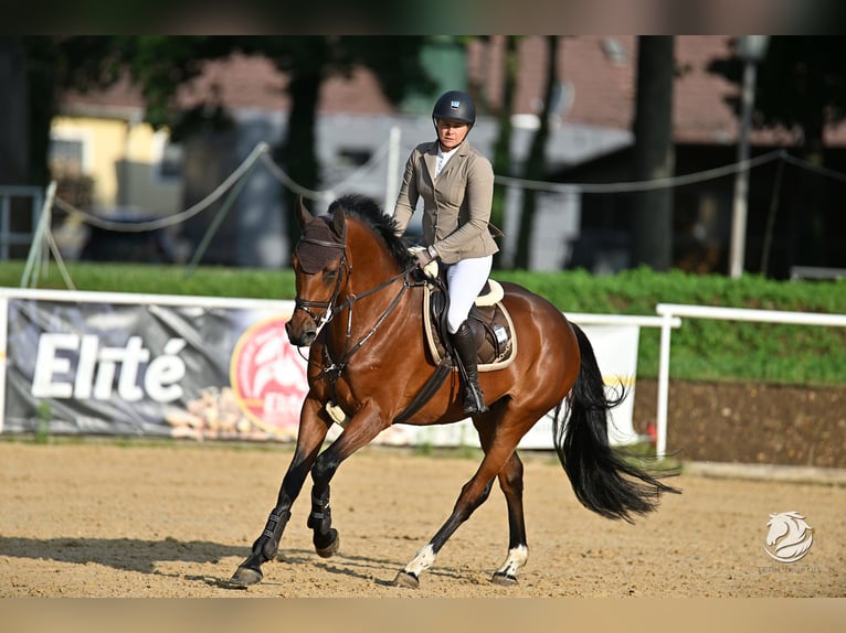 Zangersheider Wallach 5 Jahre 160 cm Brauner in Unterolberndorf