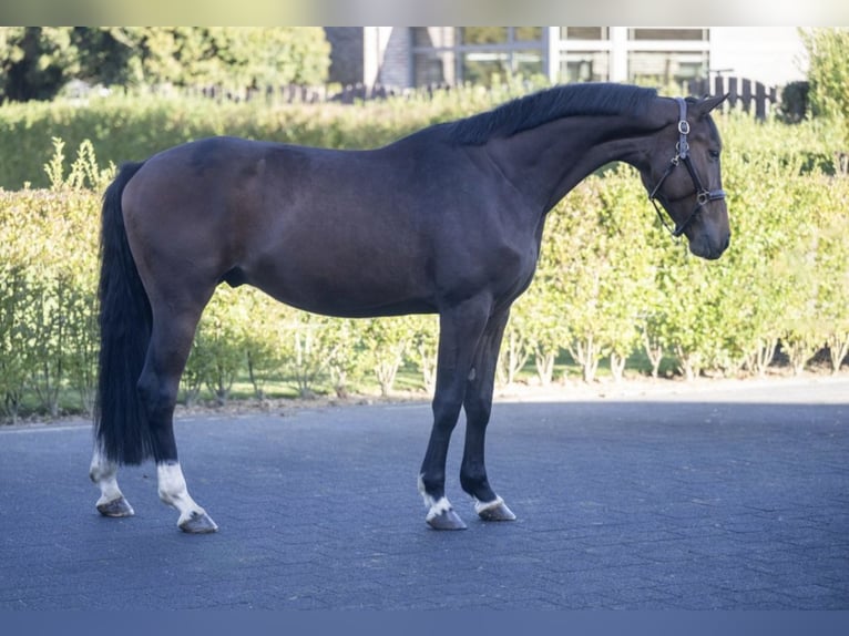 Zangersheider Wallach 5 Jahre 160 cm Brauner in Montebello