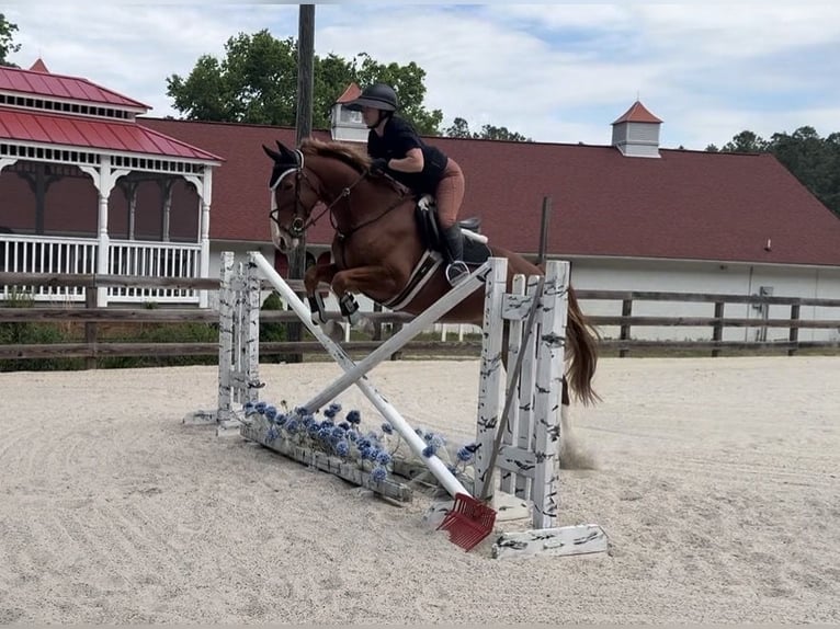Zangersheider Wallach 5 Jahre 160 cm Dunkelfuchs in Chesterfield