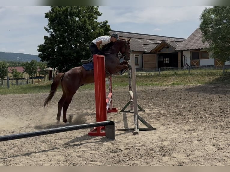 Zangersheider Wallach 5 Jahre 161 cm Dunkelfuchs in Risch
