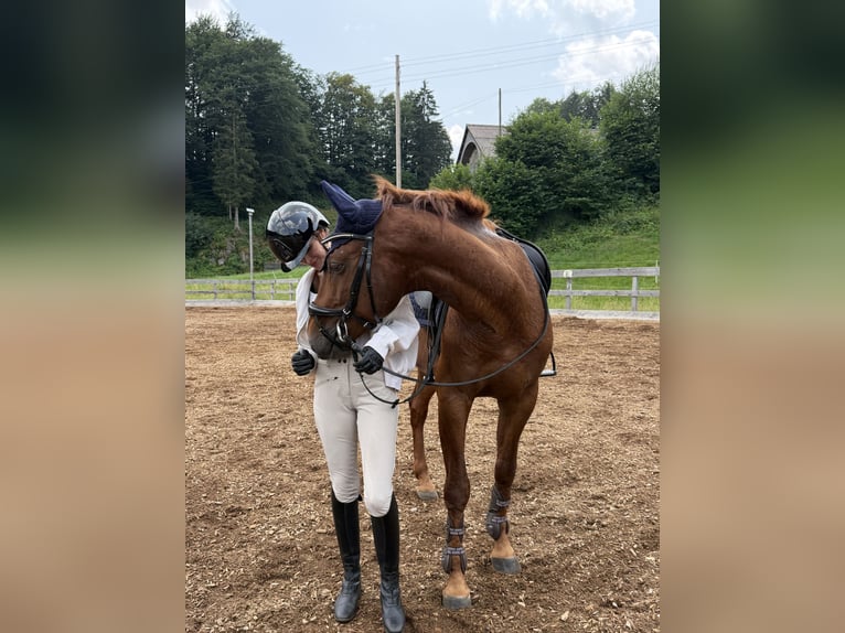 Zangersheider Wallach 5 Jahre 161 cm Dunkelfuchs in Risch