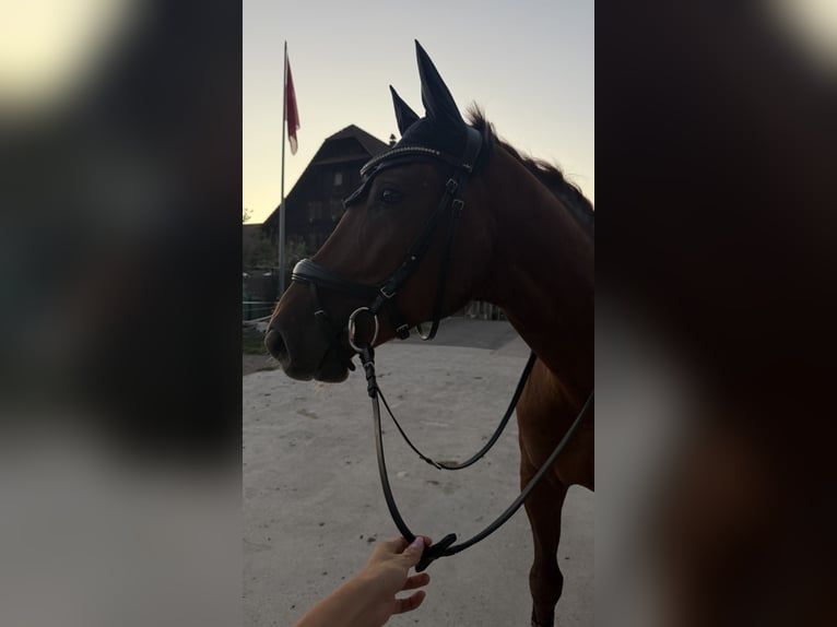 Zangersheider Wallach 5 Jahre 161 cm Dunkelfuchs in Risch