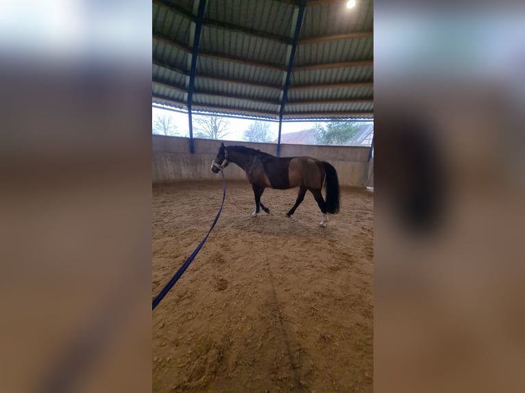 Zangersheider Wallach 5 Jahre 162 cm Dunkelbrauner in Leibelbach