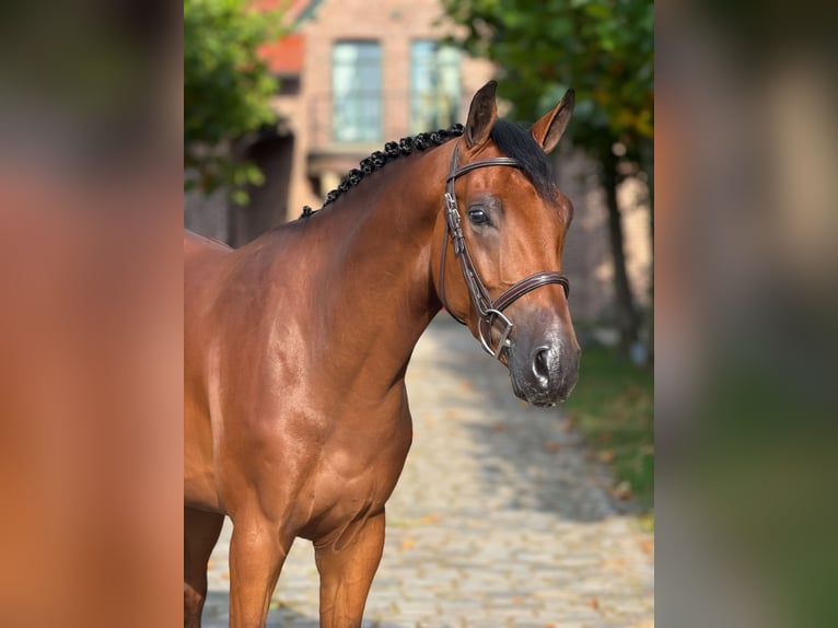 Zangersheider Wallach 5 Jahre 162 cm Rotbrauner in Schoonoord