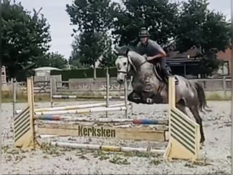 Zangersheider Wallach 5 Jahre 162 cm Schimmel in Haaltert