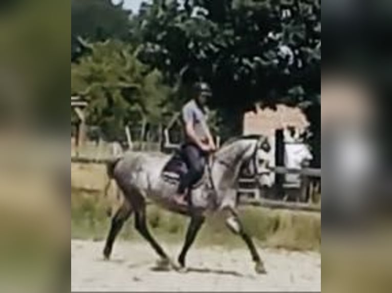 Zangersheider Wallach 5 Jahre 162 cm Schimmel in Haaltert
