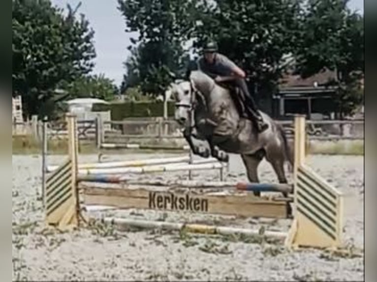 Zangersheider Wallach 5 Jahre 162 cm Schimmel in Haaltert