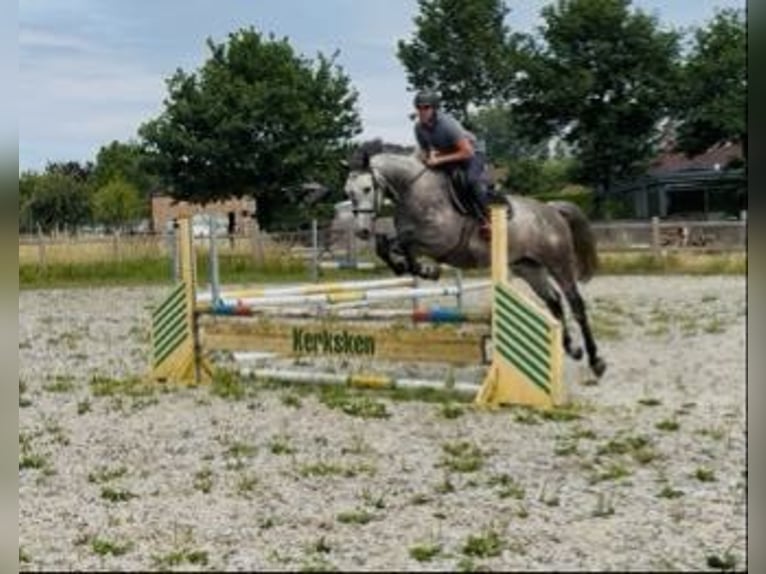 Zangersheider Wallach 5 Jahre 162 cm Schimmel in Haaltert