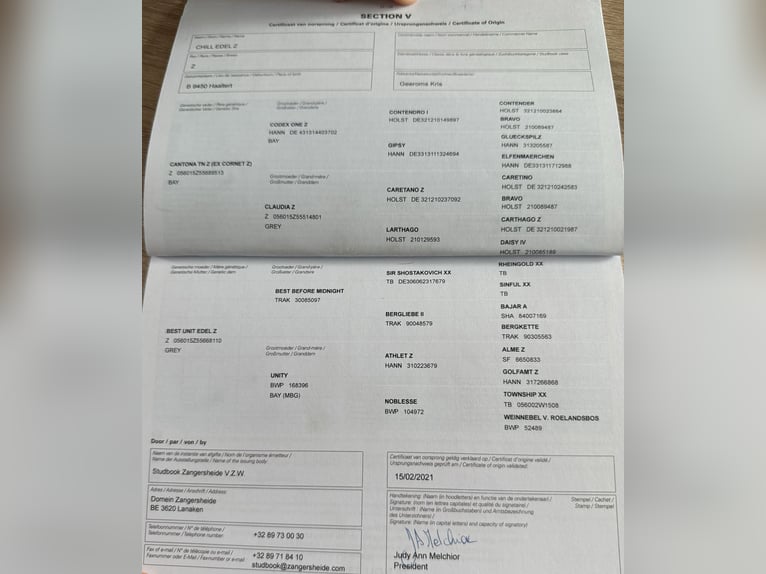 Zangersheider Wallach 5 Jahre 162 cm Schimmel in Haaltert