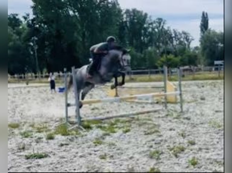Zangersheider Wallach 5 Jahre 162 cm Schimmel in Haaltert