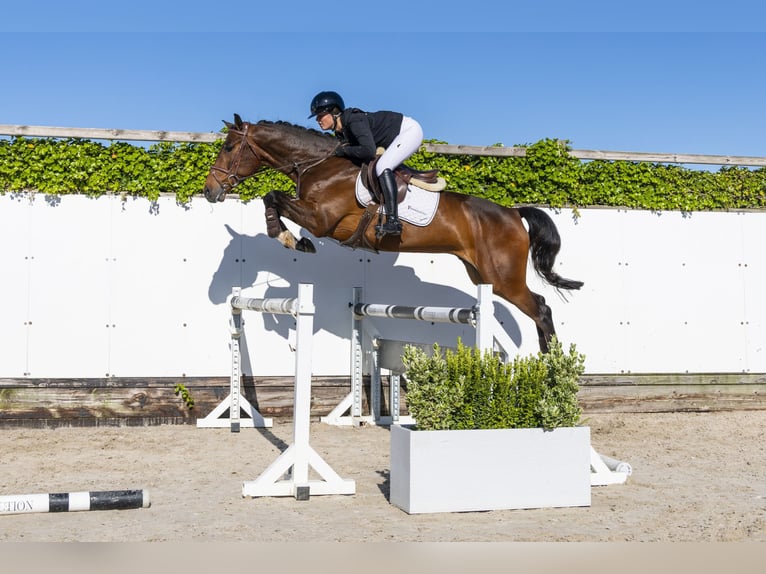 Zangersheider Wallach 5 Jahre 163 cm Brauner in Waddinxveen