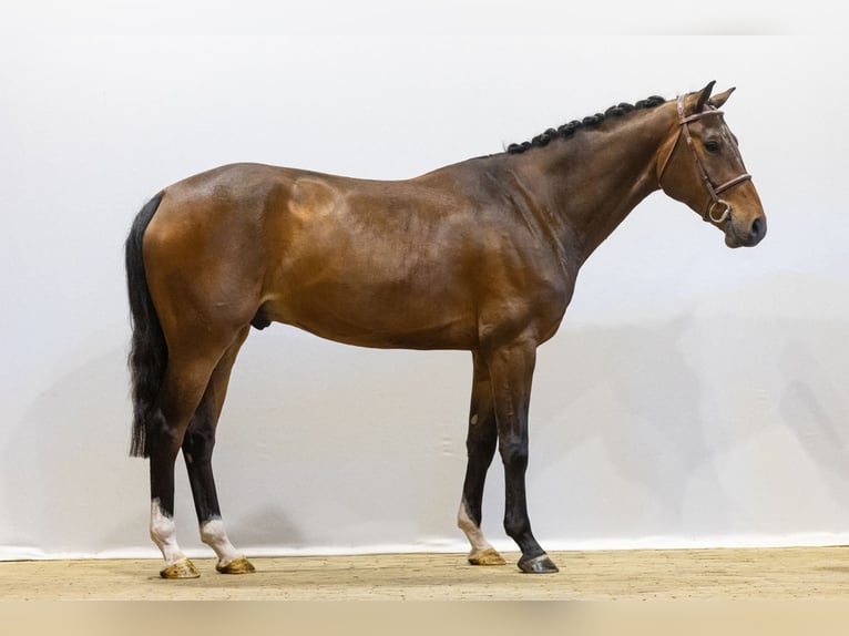 Zangersheider Wallach 5 Jahre 163 cm Brauner in Waddinxveen