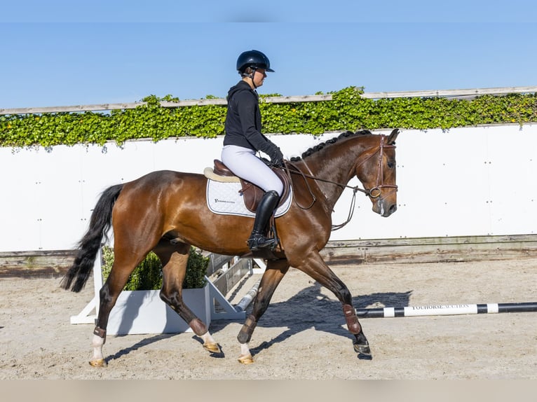 Zangersheider Wallach 5 Jahre 163 cm Brauner in Waddinxveen