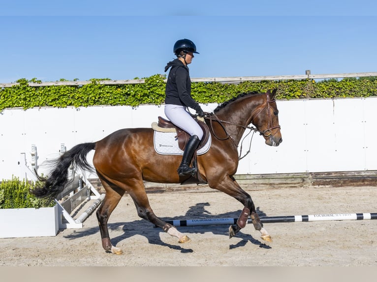 Zangersheider Wallach 5 Jahre 163 cm Brauner in Waddinxveen
