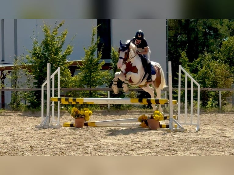 Zangersheider Wallach 5 Jahre 164 cm Schecke in Brno