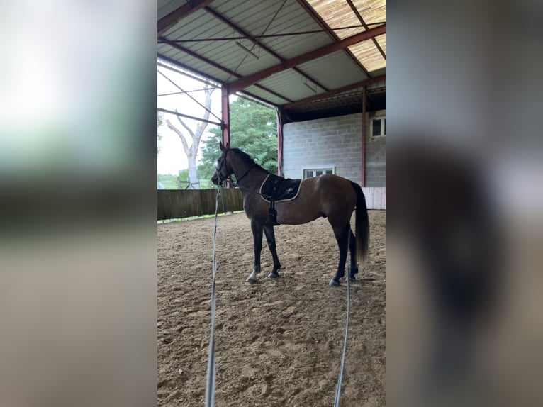Zangersheider Wallach 5 Jahre 164 cm Schimmel in Saumur