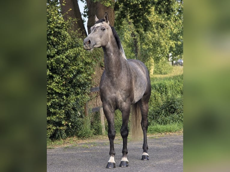 Zangersheider Wallach 5 Jahre 164 cm White in Weert