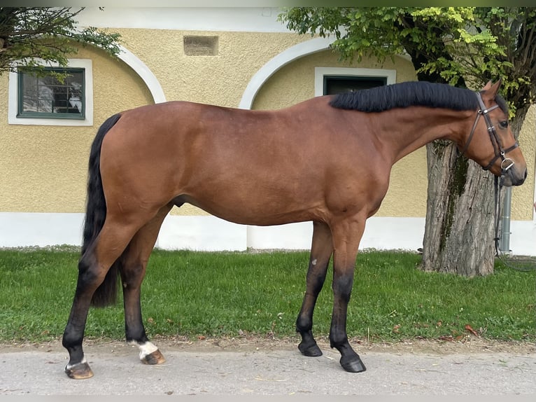 Zangersheider Wallach 5 Jahre 165 cm Brauner in Stadl paura