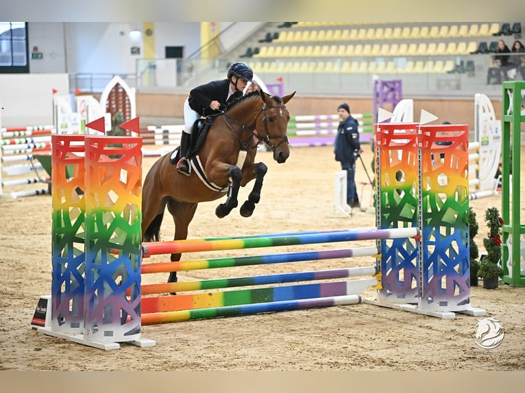 Zangersheider Wallach 5 Jahre 165 cm Brauner in Stadl paura