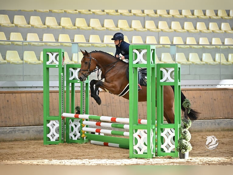 Zangersheider Wallach 5 Jahre 165 cm Brauner in Stadl paura