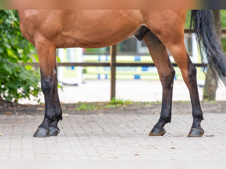 Zangersheider Wallach 5 Jahre 165 cm Brauner in Kaulille