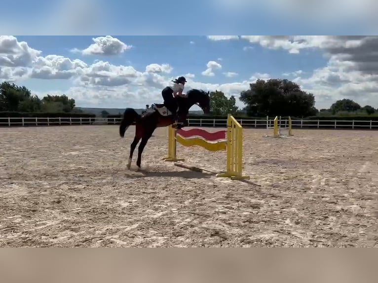 Zangersheider Wallach 5 Jahre 165 cm Dunkelbrauner in Madrid