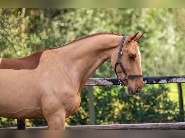 Zangersheider Wallach 5 Jahre 165 cm Fuchs in Wijchmaal