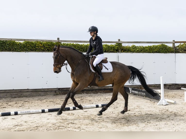 Zangersheider Wallach 5 Jahre 165 cm  in Waddinxveen