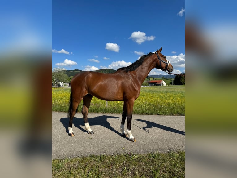 Zangersheider Wallach 5 Jahre 166 cm Brauner in Stiefenhofen