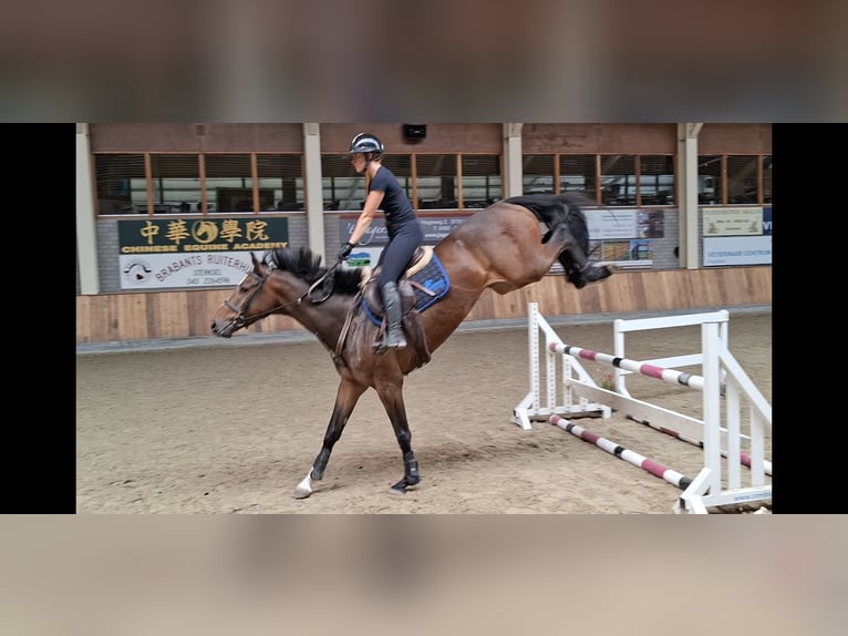 Zangersheider Wallach 5 Jahre 166 cm Dunkelbrauner in Asten