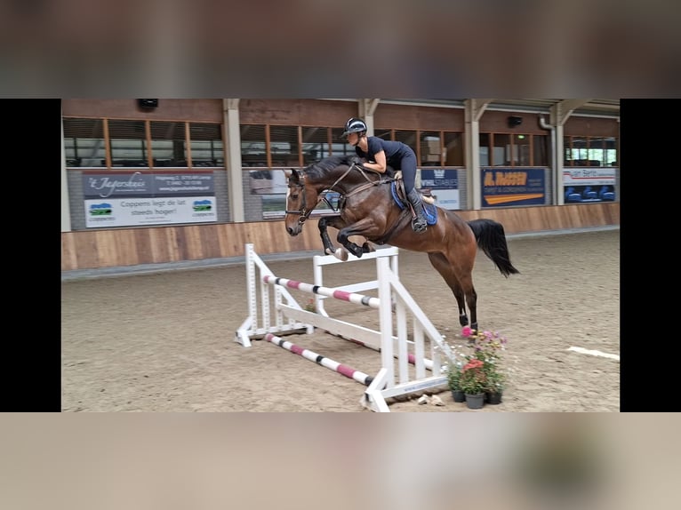Zangersheider Wallach 5 Jahre 166 cm Dunkelbrauner in Asten