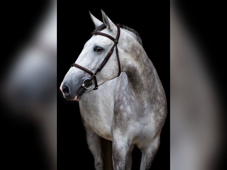 Zangersheider Wallach 5 Jahre 166 cm Schimmel in Radom