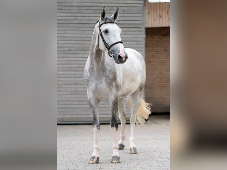Zangersheider Wallach 5 Jahre 166 cm Schimmel in Radom
