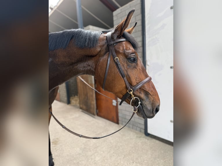 Zangersheider Wallach 5 Jahre 167 cm Brauner in Oud Gastel
