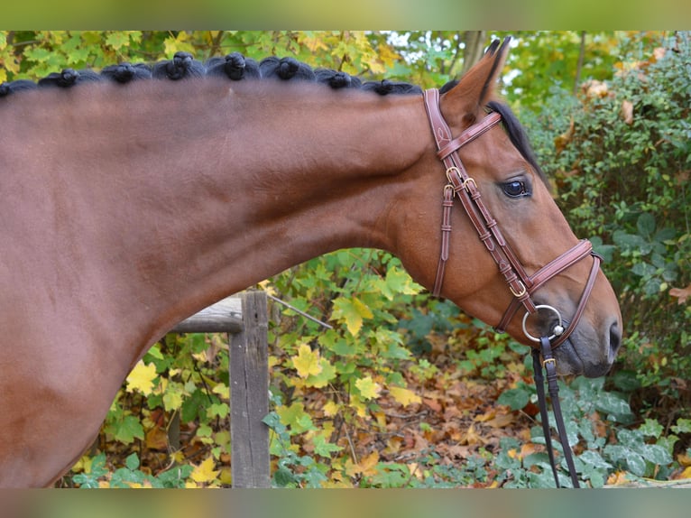 Zangersheider Wallach 5 Jahre 167 cm Brauner in Rommerskirchen